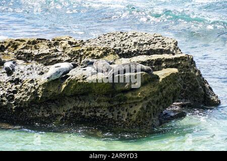 Leoni marini e foche che sonnellano su una roccia sotto il tramonto a la Jolla Cove, San Diego, California. Terreno fertile per il sigillo a la Jolla Foto Stock