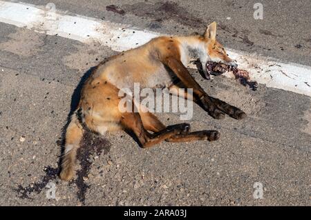 Fox ucciso da una macchina sulla strada Foto Stock