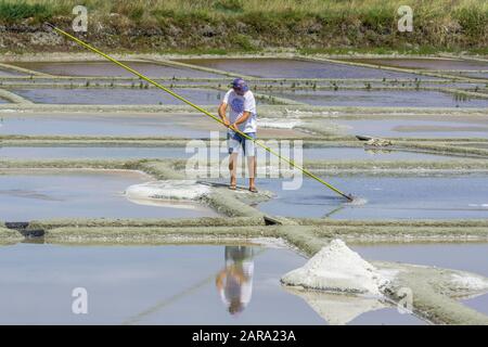 Uomo skimming sale, Salines de Guerande, Guerande, Dipartimento Loire-Atlantique, Francia Foto Stock