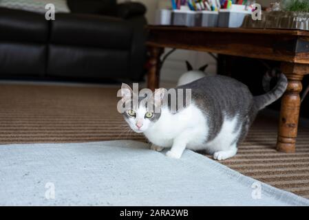 Gatto domestico con pelo corto, Durban, Sud Africa Foto Stock