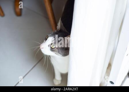 Gatto domestico con pelo corto, Durban, Sud Africa Foto Stock