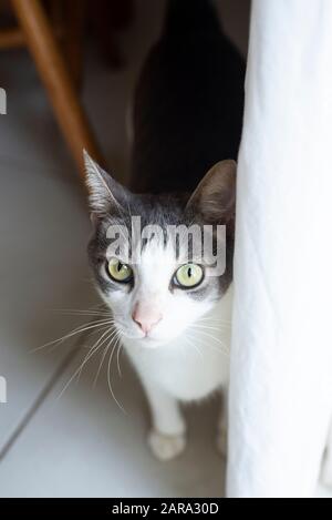 Gatto domestico con pelo corto, Durban, Sud Africa Foto Stock