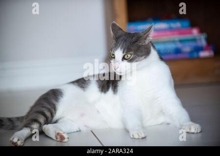 Gatto domestico con pelo corto, Durban, Sud Africa Foto Stock