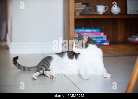 Gatto domestico con pelo corto, Durban, Sud Africa Foto Stock