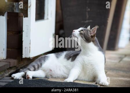 Gatto domestico con pelo corto, Durban, Sud Africa Foto Stock