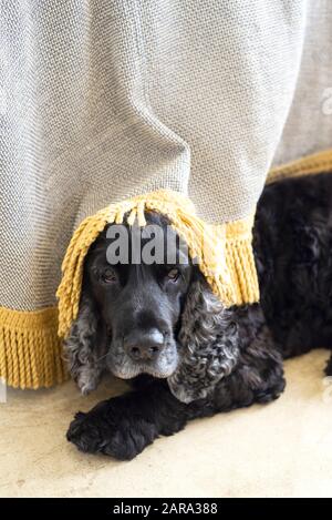 Spaniel Breed, Durban, Sudafrica Foto Stock