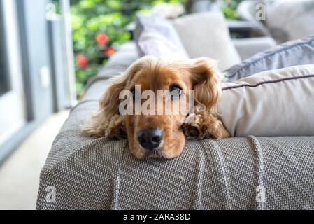 Spaniel Breed, Durban, Sudafrica Foto Stock