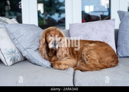 Spaniel Breed, Durban, Sudafrica Foto Stock