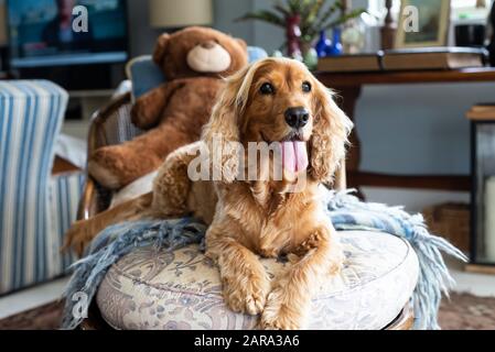 Spaniel Breed, Durban, Sudafrica Foto Stock