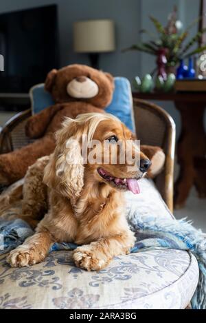 Spaniel Breed, Durban, Sudafrica Foto Stock