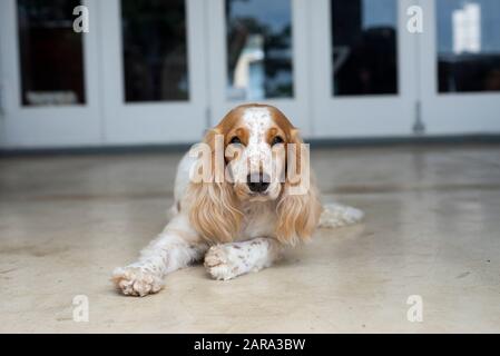 Spaniel Breed, Durban, Sudafrica Foto Stock