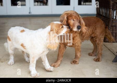 Spaniel Breed, Durban, Sudafrica Foto Stock