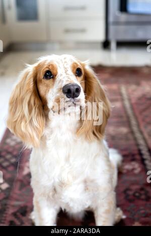 Spaniel Breed, Durban, Sudafrica Foto Stock