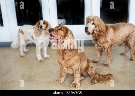 Spaniel Breed, Durban, Sudafrica Foto Stock