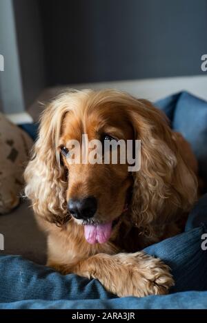 Spaniel Breed, Durban, Sudafrica Foto Stock