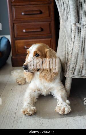 Spaniel Breed, Durban, Sudafrica Foto Stock