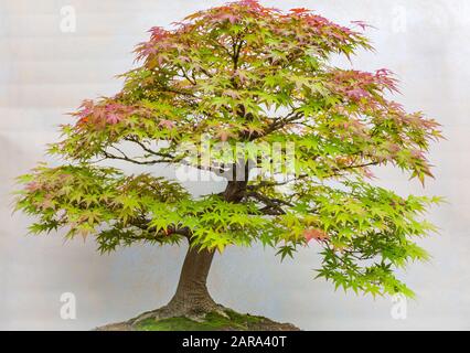 Un piccolo albero bonsai in un vaso di ceramica. Acer Palmatum. Albero di acero giapponese Bonsai. Colori autunnali Foto Stock