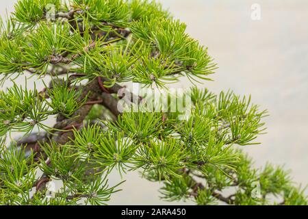 Un piccolo albero bonsai. Bonsai Pinus Ponderosa (Pino Ponderosa) Foto Stock