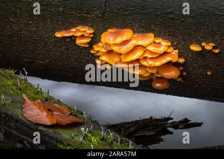 Fungo commestibile Flammulina che cresce su tronchi di albero. Foto Stock