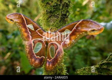 Emperor moth - Rothschildia aricia, grande falena colorata dalle foreste del Sud America, dalle pendici andine orientali, San Isidro Lodge, Ecuador. Foto Stock