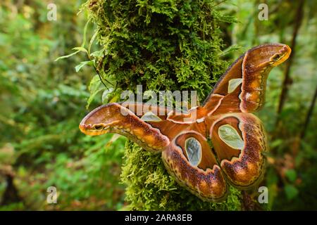 Emperor moth - Rothschildia aricia, grande falena colorata dalle foreste del Sud America, dalle pendici andine orientali, San Isidro Lodge, Ecuador. Foto Stock