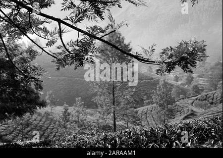 Piantagioni Di Tè, Munnar, Idukki, Kerala, India, Asia Foto Stock