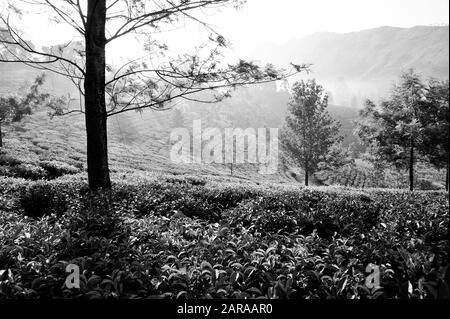 Piantagioni Di Tè, Munnar, Idukki, Kerala, India, Asia Foto Stock