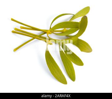 Album di Viscum, comunemente conosciuto come vischio europeo, vischio comune o semplicemente come vischio, mistle. Isolato su sfondo bianco. Foto Stock
