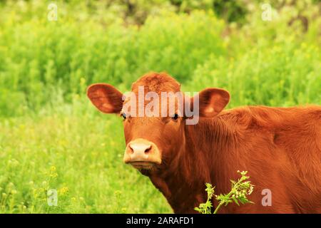 Una giovane vacca marrone, un bel toro pascolano in una fattoria tra l'erba verde in estate. Grande vitello rosso, giovenca, bestiame su un pascolo primaverile. Foto Stock