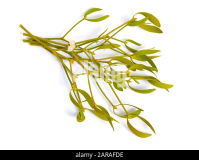 Album di Viscum, comunemente conosciuto come vischio europeo, vischio comune o semplicemente come vischio, mistle. Isolato su sfondo bianco. Foto Stock