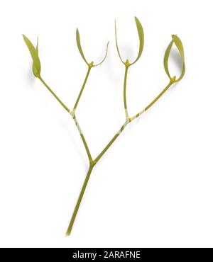 Album di Viscum, comunemente conosciuto come vischio europeo, vischio comune o semplicemente come vischio, mistle. Isolato su sfondo bianco. Foto Stock