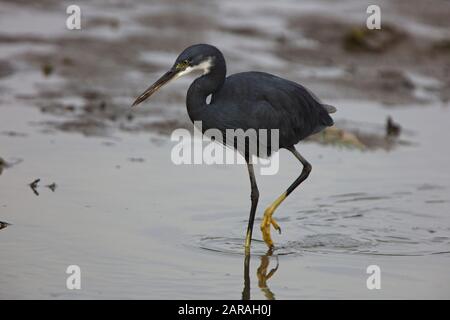 Western Reef Egret (Egretta gularis), a piedi nelle shallows, Kotu Creek Bird Reserve, Gambia. Foto Stock