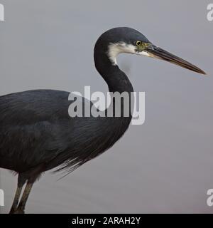 Western Reef Egret (Egreta Gularis), Kotu Creek Bird Reserve, Gambia. Foto Stock