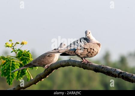 Un paio di collavo eurasiatica che fanno preen seduto su un albero Foto Stock