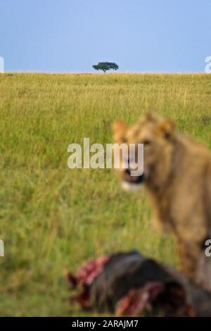 L'albero solone e il leone con un uccisione, sulle pianure di Maasai Mara, Kenya Foto Stock