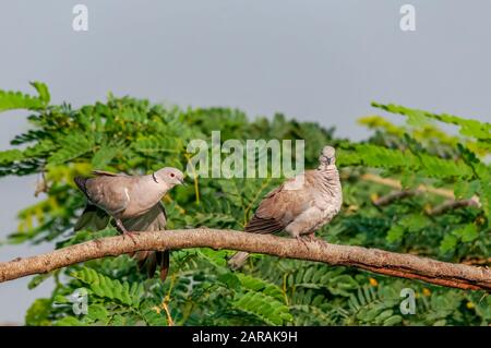 Un paio di collavo eurasiatica che guarda occupato su un albero Foto Stock