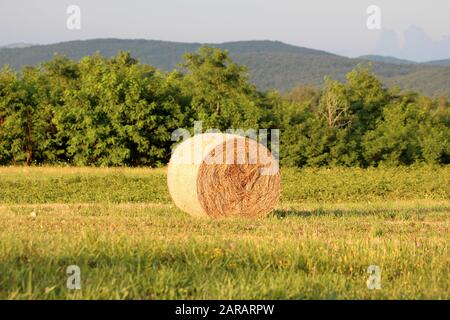 Fresco balla di fieno grande lasciato in campo locale circondato da erba verde non tagliata e alberi densi in background Foto Stock