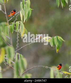 Rosso (LUCHERINO Carduelis cucullata) due maschi e una femmina, Rupununi meridionale, Guyana, Sud America. Specie in via di estinzione - minacciate dalla perdita di habitat Foto Stock