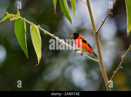 Rosso (LUCHERINO Carduelis cucullata) maschio, Rupununi meridionale, Guyana, Sud America. Specie in via di estinzione - minacciate dalla perdita di habitat e di intrappolamento per t Foto Stock