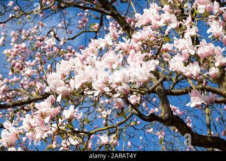 Magnolia veitchii 'Peter Veitch', fiori rosa chiaro abbondanti con sfondo blu-cielo Foto Stock