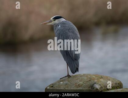 Airone grigio (Ardea cinera) seduto su colonna di cemento, che si affaccia sul fiume Nith, Dumfries, SW Scotland Foto Stock