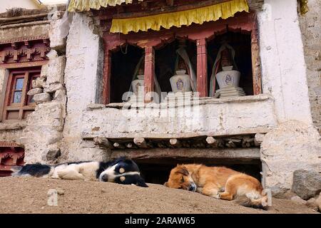 Cani che dormono di fronte alla vecchia Stupa buddista tibetana (Pagodas) in un piccolo tempio Foto Stock