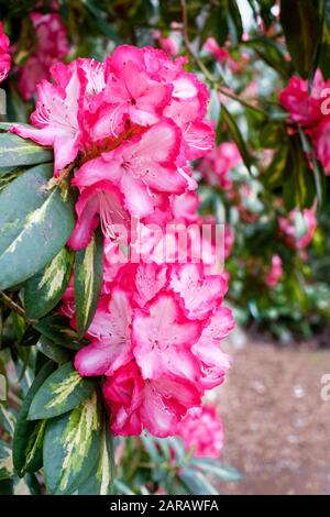 Primo piano di fiori rosa strappati di Rhododendron 'Presidente Roosevelt' a Sping Foto Stock