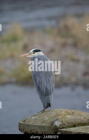 Airone grigio (Ardea cinera) seduto su colonna di cemento, che si affaccia sul fiume Nith, Dumfries, SW Scotland Foto Stock