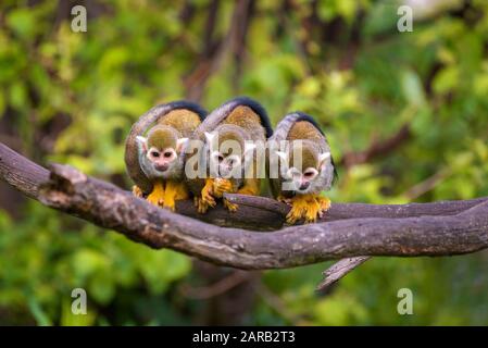 Tre comuni scimmie scoiattolo seduto su un ramo di albero Foto Stock
