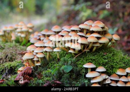 Armillaria mellea, comunemente noto come miele fungo Foto Stock