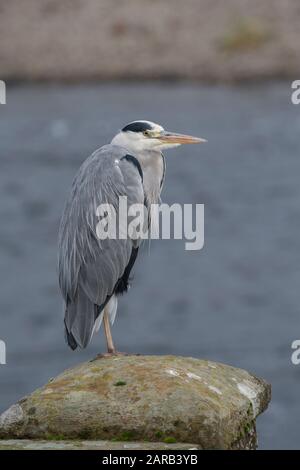 Airone grigio (Ardea cinera) seduto su colonna di cemento, che si affaccia sul fiume Nith, Dumfries, SW Scotland Foto Stock