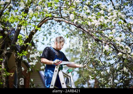 Un uomo con una sega taglia un ramo di un albero di mele in fiore nel giardino Foto Stock