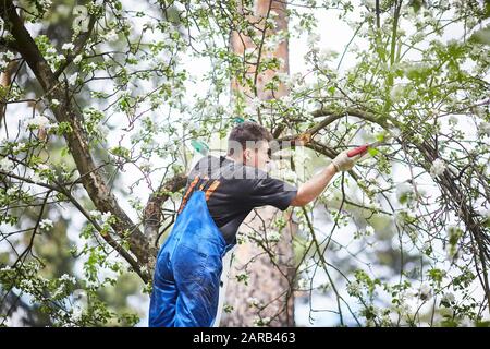 Un uomo con una sega taglia un ramo di un albero di mele in fiore nel giardino Foto Stock