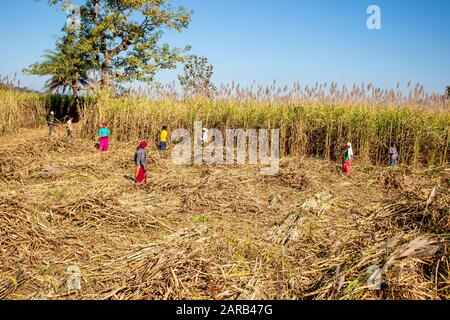 Diwara India Jan 11. 2020 : agricoltori indiani che raccolgono canna da zucchero nei campi Foto Stock